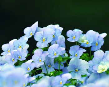 Close-up of purple flowering plants