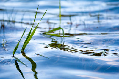 Close-up of plants against lake