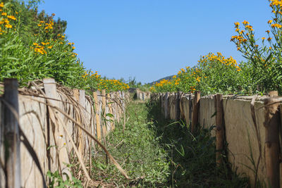 Plants growing on field against sky