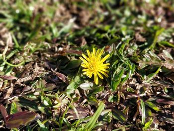 Close-up of yellow flowering plant on field