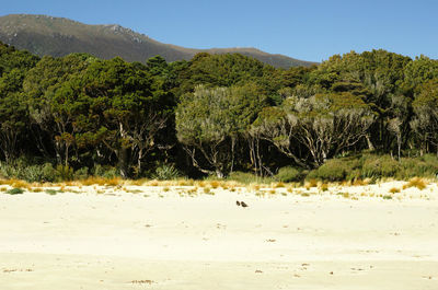 Scenic view of tree against clear sky