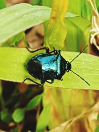 Close-up of insect on leaf