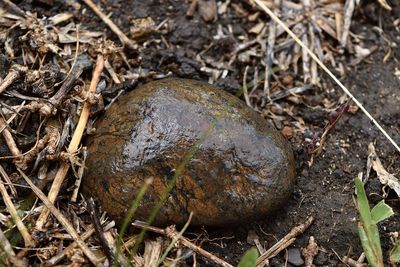Close-up of a turtle in the field