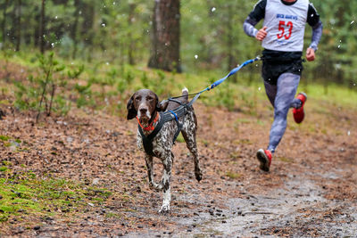 Dog running on street