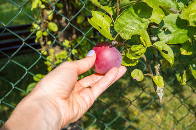 Cropped hand holding fruit