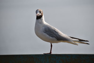 Seagull perching on a wall