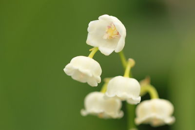 Close-up of white flowers