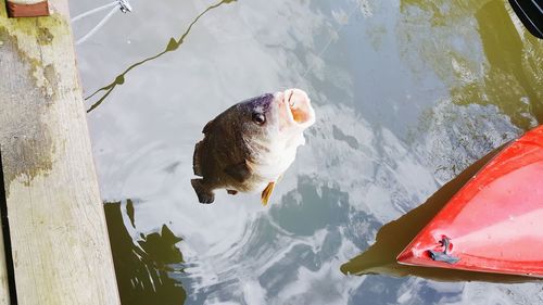 High angle view of fish hanging from hook over lake