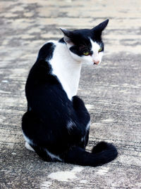 Black cat sitting on floor