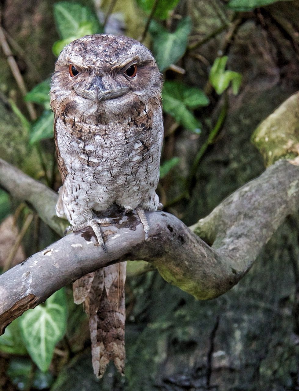 animal themes, animals in the wild, one animal, wildlife, focus on foreground, reptile, close-up, lizard, branch, nature, outdoors, tree, day, no people, full length, perching, tree trunk, forest, animal head, side view