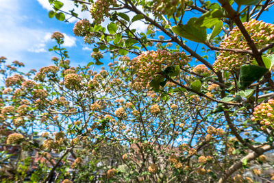 Low angle view of butterfly perching on tree against sky