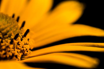 Close-up of yellow flower against black background