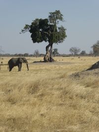 savanna