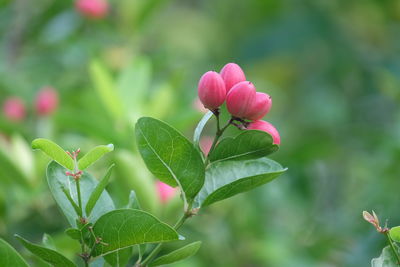 Carunda or karonda fruit on tree organic garden