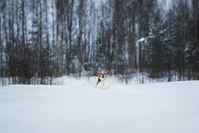 View of horse running on snow covered land