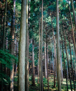 View of trees in forest