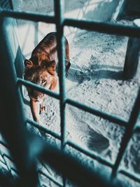 View of a dog seen through window