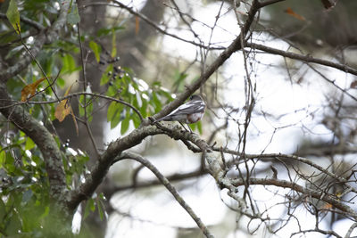 Low angle view of bird perching on tree