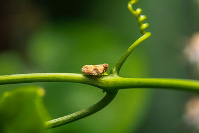 Close-up of lizard on leaf