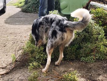 Dog standing by plants