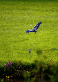 Bird flying in a field