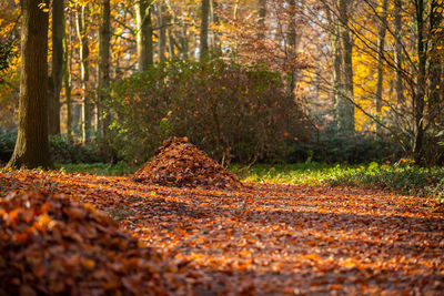 Surface level of autumn leaves against trees in forest
