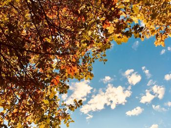 Low angle view of tree against sky during autumn