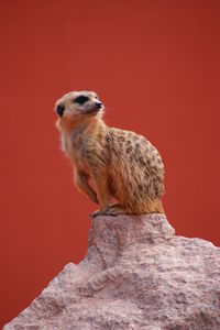 Close-up of meerkat on red wall