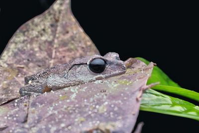 Close-up of frog on leaf