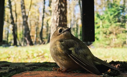 View of a bird on a tree