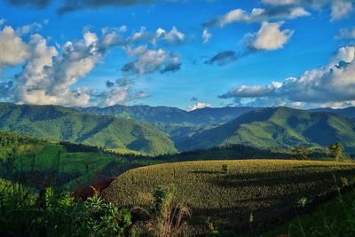 Scenic view of vineyard against cloudy sky