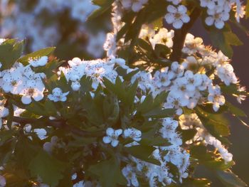 Close-up of white cherry blossoms