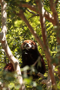 Red panda on tree branch