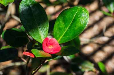 Close-up of red flowering plant