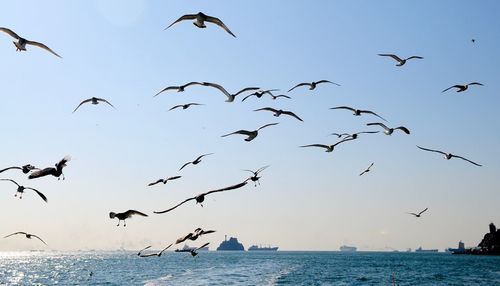 Flock of birds flying over sea