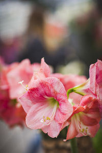 Close-up of pink flowering plant