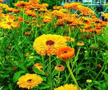 Close-up of yellow flowering plants on field