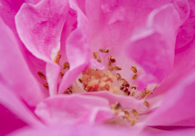 Macro shot of pink flower