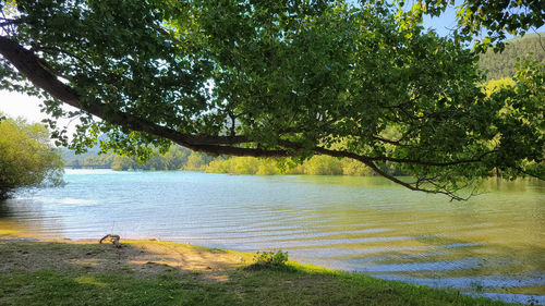 Scenic view of lake by trees in forest