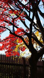 Low angle view of tree