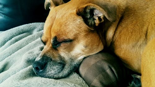 Close-up of dog sleeping on bed at home