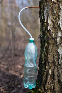Close-up of bottle hanging on tree trunk