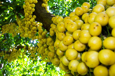 Close-up of grapes growing on tree