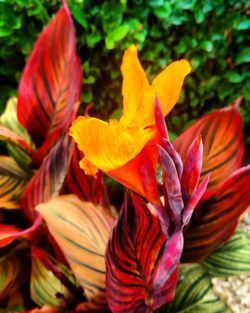 Close-up of day lily blooming outdoors