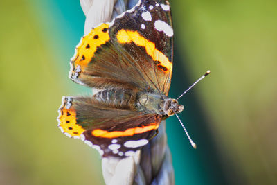 Close-up of butterfly