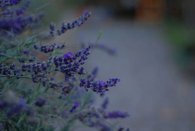 Close-up of purple flowering plant