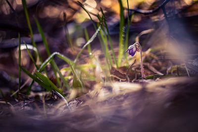 A beautiful blue liverwort flowers blossoming on the forest ground in spring. anemone hepatica.