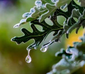 Close-up of water drops on plant