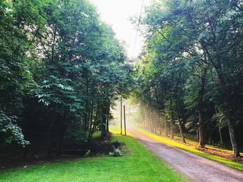 Empty road amidst trees in city