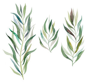 Close-up of leaves against white background